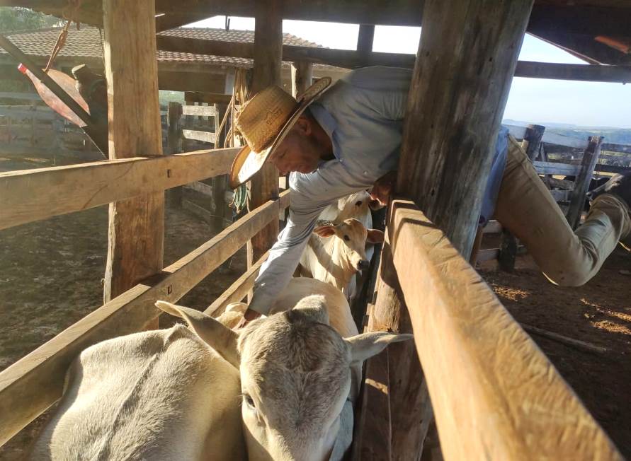 Agrodefesa prorroga prazo da vacinação contra raiva